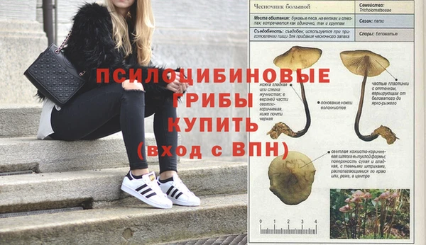 сатива Зеленокумск